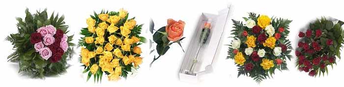 zum Rosen Versand
